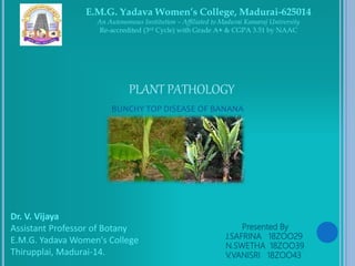 Presented By
J.SAFRINA 18ZOO29
N.SWETHA 18ZOO39
V.VANISRI 18ZOO43
PLANT PATHOLOGY
E.M.G. Yadava Women’s College, Madurai-625014
An Autonomous Institution – Affiliated to Madurai Kamaraj University
Re-accredited (3rd Cycle) with Grade A+ & CGPA 3.51 by NAAC
Dr. V. Vijaya
Assistant Professor of Botany
E.M.G. Yadava Women's College
Thirupplai, Madurai-14.
BUNCHY TOP DISEASE OF BANANA
 