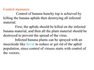 Bunchy top of banana and tmv | PPTX