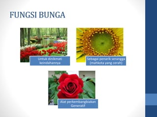 FUNGSI BUNGA 
Untuk dinikmati 
keindahannya 
Sebagai penarik serangga 
(mahkota yang cerah) 
Alat perkembangbiakan 
Generatif 
 