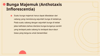 Bunga Majemuk (Anthotaxis
Inflorescentia)
● Suatu bunga majemuk harus dapat dibedakan dari
cabang yang mendukung sejumlah bunga di ketiaknya.
Pada suatu cabang dengan sejumlah bunga di ketiak
jelas kelihatan,bahwa diantara bunga-bunganya sendiri
yang terdapat pada cabang itu terdapat daun-daun
biasa yang berguna untuk berasimilasi
 