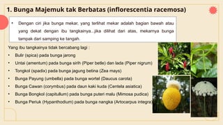 1. Bunga Majemuk tak Berbatas (inflorescentia racemosa)
• Dengan ciri jika bunga mekar, yang terlihat mekar adalah bagian bawah atau
yang dekat dengan ibu tangkainya...jika dilihat dari atas, mekarnya bunga
tampak dari samping ke tangah.
Yang ibu tangkainya tidak bercabang lagi :
• Bulir (spica) pada bunga jarong
• Untai (amentum) pada bunga sirih (Piper betle) dan lada (Piper nigrum)
• Tongkol (spadix) pada bunga jagung betina (Zea mays)
• Bunga Payung (umbella) pada bunga wortel (Daucus carota)
• Bunga Cawan (corymbus) pada daun kaki kuda (Centela asiatica)
• Bunga Bongkol (capitullum) pada bunga puteri malu (Mimosa pudica)
• Bunga Periuk (Hypanthodium) pada bunga nangka (Artocarpus integra)
 