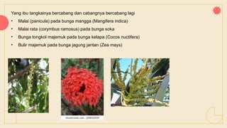 Yang ibu tangkainya bercabang dan cabangnya bercabang lagi
• Malai (panicula) pada bunga mangga (Mangifera indica)
• Malai rata (corymbus ramosus) pada bunga soka
• Bunga tongkol majemuk pada bunga kelapa (Cocos nuctifera)
• Bulir majemuk pada bunga jagung jantan (Zea mays)
 