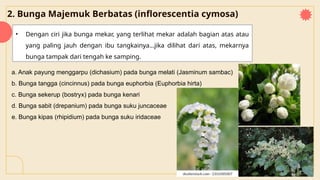 2. Bunga Majemuk Berbatas (inflorescentia cymosa)
• Dengan ciri jika bunga mekar, yang terlihat mekar adalah bagian atas atau
yang paling jauh dengan ibu tangkainya...jika dilihat dari atas, mekarnya
bunga tampak dari tengah ke samping.
a. Anak payung menggarpu (dichasium) pada bunga melati (Jasminum sambac)
b. Bunga tangga (cincinnus) pada bunga euphorbia (Euphorbia hirta)
c. Bunga sekerup (bostryx) pada bunga kenari
d. Bunga sabit (drepanium) pada bunga suku juncaceae
e. Bunga kipas (rhipidium) pada bunga suku iridaceae
 