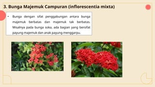 3. Bunga Majemuk Campuran (inflorescentia mixta)
• Bunga dengan sifat penggabungan antara bunga
majemuk berbatas dan majemuk tak berbatas.
Misalnya pada bunga soka, ada bagian yang bersifat
payung majemuk dan anak payung menggarpu.
 