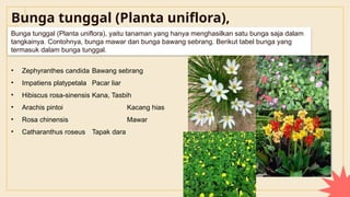 Bunga tunggal (Planta uniflora),
Bunga tunggal (Planta uniflora), yaitu tanaman yang hanya menghasilkan satu bunga saja dalam
tangkainya. Contohnya, bunga mawar dan bunga bawang sebrang. Berikut tabel bunga yang
termasuk dalam bunga tunggal.
• Zephyranthes candida Bawang sebrang
• Impatiens platypetala Pacar liar
• Hibiscus rosa-sinensis Kana, Tasbih
• Arachis pintoi Kacang hias
• Rosa chinensis Mawar
• Catharanthus roseus Tapak dara
 
