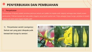 PENYERBUKAN DAN PEMBUAHAN
1. Penyerbukan
Penyerbukan (Polinasi) adalah peristiwa jatuhnya serbuk sari (pollen) ke kepala putik (stigma) sehingga akan terjadi proses
pembuahan. Polinasi berasal dari kata pollen (inggris) yang berarti serbuk sari. Pada sebagian besar bunga, peristiwa ini berarti
"serbuk sari jatuh pada bagian kepala putik"
1) Penyerbukan sendiri (autogomy)
Serbuk sari yang jatuh dikepala putik
berasal dari bunga itu senduri.
 