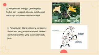 2) Penyerbukan Tetangga (geilonogamy)
Serbuk sari yang jatuh dikepala putik berasal
dari bunga lain pada tumbuhan itu juga
3) Penyerbukan Silang (allogamy, xenogamy)
Serbuk sari yang jatuh dikepalaputik berasal
dari tumubuhan lain yang masih dalam satu
jenis.
 
