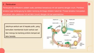 2. Pembuahan
Pembuahan (fertilisation) adalah suatu peristiwa bersatunya inti sel sperma dengan ovum. Peristiwa
tersebut juga berlangsung ke dalam kandung lembaga didalam bakal biji. Proses tersebut merupakan
penyatuan atau peleburan inti sel telur (ovum) dengan inti sel spermatozoa
Jatuhnya serbuk sari di kepala putik, yang
kemudian membentuk buluh serbuk sari
dan menuju ke kantong embrio tempat sel
telur berada.
 