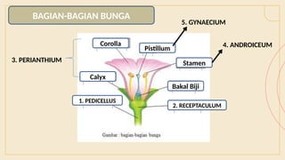 BAGIAN-BAGIAN BUNGA
Corolla
Pistillum
2. RECEPTACULUM
Calyx
1. PEDICELLUS
Bakal Biji
Stamen
3. PERIANTHIUM
4. ANDROICEUM
5. GYNAECIUM
 