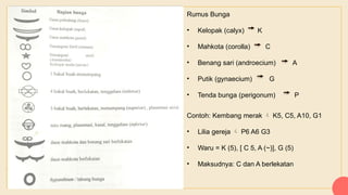 Rumus Bunga
• Kelopak (calyx) K
• Mahkota (corolla) C
• Benang sari (androecium) A
• Putik (gynaecium) G
• Tenda bunga (perigonum) P
Contoh: Kembang merak K5, C5, A10, G1

• Lilia gereja P6 A6 G3

• Waru = K (5), [ C 5, A (~)], G (5)
• Maksudnya: C dan A berlekatan
 