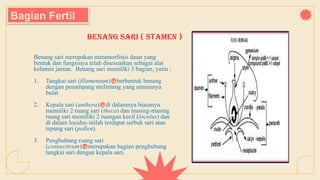 Benang sari ( stamen )
Benang sari merupakan metamorfosis daun yang
bentuk dan fungsinya telah disesuaikan sebagai alat
kelamin jantan. Benang sari memiliki 3 bagian, yaitu :
1. Tangkai sari (filamentum)berbentuk benang
dengan penampang melintang yang umumnya
bulat
2. Kepala sari (anthera)di dalamnya biasanya
memiliki 2 ruang sari (theca) dan masing-masing
ruang sari memiliki 2 ruangan kecil (loculus) dan
di dalam loculus inilah terdapat serbuk sari atau
tepung sari (pollen).
3. Penghubung ruang sari
(connectivum)merupakan bagian penghubung
tangkai sari dengan kepala sari.
Bagian Fertil
 
