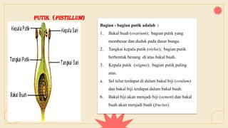 Putik (Pistillum)
Bagian - bagian putik adalah :
1. Bakal buah (ovarium); bagian putik yang
membesar dan duduk pada dasar bunga.
2. Tangkai kepala putik (stylus); bagian putik
berbentuk benang di atas bakal buah.
3. Kepala putik (stigma); bagian putik paling
atas.
a. Sel telur terdapat di dalam bakal biji (ovulum)
dan bakal biji terdapat dalam bakal buah.
b. Bakal biji akan menjadi biji (semen) dan bakal
buah akan menjadi buah (fructus).
 