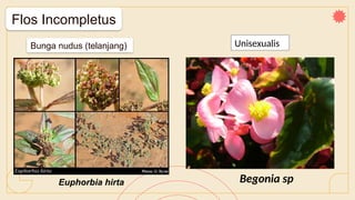 Flos Incompletus
Euphorbia hirta
Bunga nudus (telanjang) Unisexualis
Begonia sp
 