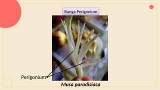 Bunga Perigonium
Musa paradisiaca
Perigonium
 