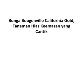 Bunga Bougenville California Gold,
Tanaman Hias Keemasan yang
Cantik
 