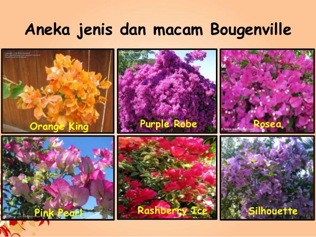 Bunga bougenville