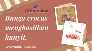 Bunga crocus
menghasilkan
kunyit.
WWW.KONG-POSH.COM
 