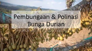 Pembungaan & Polinasi
Bunga Durian
 