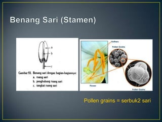 Pollen grains = serbuk2 sari
 