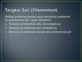 Melihat jumlahnya berkas yang merupakan perlekatan
benang-benang sari dapat dibedakan:
a. Benang sari beberkas satu (monadelphus)
b. Benang sari beberkas dua (diadelphus)
c. Benang sari beberkas banyak atau bertukal banyak
 