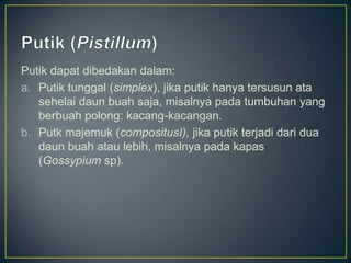 Putik dapat dibedakan dalam:
a. Putik tunggal (simplex), jika putik hanya tersusun ata
sehelai daun buah saja, misalnya pada tumbuhan yang
berbuah polong: kacang-kacangan.
b. Putk majemuk (compositusI), jika putik terjadi dari dua
daun buah atau lebih, misalnya pada kapas
(Gossypium sp).
 