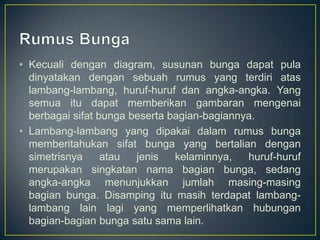 • Kecuali dengan diagram, susunan bunga dapat pula
dinyatakan dengan sebuah rumus yang terdiri atas
lambang-lambang, huruf-huruf dan angka-angka. Yang
semua itu dapat memberikan gambaran mengenai
berbagai sifat bunga beserta bagian-bagiannya.
• Lambang-lambang yang dipakai dalam rumus bunga
memberitahukan sifat bunga yang bertalian dengan
simetrisnya atau jenis kelaminnya, huruf-huruf
merupakan singkatan nama bagian bunga, sedang
angka-angka menunjukkan jumlah masing-masing
bagian bunga. Disamping itu masih terdapat lambang-
lambang lain lagi yang memperlihatkan hubungan
bagian-bagian bunga satu sama lain.
 