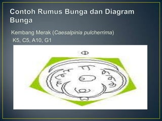 Kembang Merak (Caesalpinia pulcherrima)
K5, C5, A10, G1
 