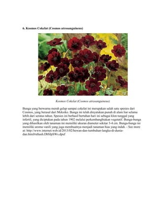 6. Kosmos Cokelat (Cosmos atrosanguineus) 
Kosmos Cokelat (Cosmos atrosanguineus) 
Bunga yang berwarna merah gelap sampai cokelat ini merupakan salah satu spesies dari 
Cosmos, yang berasal dari Meksiko. Bunga ini telah dinyatakan punah di alam liar selama 
lebih dari seratus tahun. Spesies ini berhasil bertahan hari ini sebagai klon tunggal yang 
infertil, yang diciptakan pada tahun 1902 melalui perkembangbiakan vegetatif. Bunga-bunga 
yang dihasilkan oleh tanaman ini memiliki ukuran diameter sekitar 3-4 cm. Bunga-bunga ini 
memiliki aroma vanili yang juga membuatnya menjadi tanaman hias yang indah. - See more 
at: http://www.internet.web.id/2013/02/hewan-dan-tumbuhan-langka-di-dunia-dan. 
html#sthash.DbSIpSWs.dpuf 
