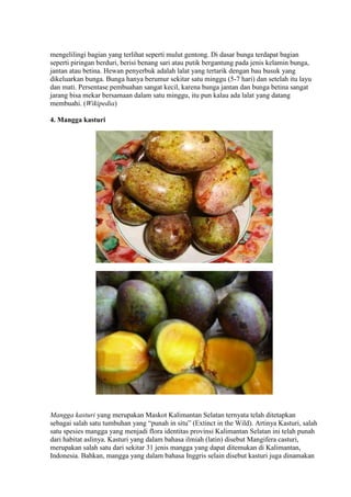 mengelilingi bagian yang terlihat seperti mulut gentong. Di dasar bunga terdapat bagian 
seperti piringan berduri, berisi benang sari atau putik bergantung pada jenis kelamin bunga, 
jantan atau betina. Hewan penyerbuk adalah lalat yang tertarik dengan bau busuk yang 
dikeluarkan bunga. Bunga hanya berumur sekitar satu minggu (5-7 hari) dan setelah itu layu 
dan mati. Persentase pembuahan sangat kecil, karena bunga jantan dan bunga betina sangat 
jarang bisa mekar bersamaan dalam satu minggu, itu pun kalau ada lalat yang datang 
membuahi. (Wikipedia) 
4. Mangga kasturi 
Mangga kasturi yang merupakan Maskot Kalimantan Selatan ternyata telah ditetapkan 
sebagai salah satu tumbuhan yang “punah in situ” (Extinct in the Wild). Artinya Kasturi, salah 
satu spesies mangga yang menjadi flora identitas provinsi Kalimantan Selatan ini telah punah 
dari habitat aslinya. Kasturi yang dalam bahasa ilmiah (latin) disebut Mangifera casturi, 
merupakan salah satu dari sekitar 31 jenis mangga yang dapat ditemukan di Kalimantan, 
Indonesia. Bahkan, mangga yang dalam bahasa Inggris selain disebut kasturi juga dinamakan 
 