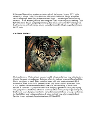 Kalimantan Mango ini merupakan tumbuhan endemik Kalimantan. Sayang, IUCN redlist 
melabelinya sebagai Extinct in the Wild atau telah punah dari habitat aslinya. Mangifera 
casturi mempunyai pohon yang mampu mencapai tinggi 25 meter dengan diameter batang 
antara 40-110 cm. Kulit kayu kasturi berwarna putih keabu-abuan sampai coklat terang. Daun 
berbentuk lanset dengan ujung yang meruncing. Saat muda daun kasturi berwarna ungu tua. 
Buah kasturi seperti buah mangga lainnya namun berukuran lebih kecil dengan berat kurang 
dari 80 gram. 
5. Harimau Sumatera 
Harimau Sumatera (Panthera tigris sumatrae) adalah subspesies harimau yang habitat aslinya 
di pulau Sumatera, merupakan satu dari enam subspesies harimau yang masih bertahan hidup 
hingga saat ini dan termasuk dalam klasifikasi satwa kritis yang terancam punah (critically 
endangered) dalam daftar merah spesies terancam yang dirilis Lembaga Konservasi Dunia 
IUCN. Populasi liar diperkirakan antara 400-500 ekor, terutama hidup di taman-taman 
nasional di Sumatera. Uji genetik mutakhir telah mengungkapkan tanda-tanda genetik yang 
unik, yang menandakan bahwa subspesies ini mungkin berkembang menjadi spesies terpisah, 
bila berhasil lestari. Penghancuran habitat merupakan ancaman terbesar terhadap populasi saat 
ini. Pembalakan tetap berlangsung bahkan di taman nasional yang seharusnya dilindungi. 
Tercatat 66 ekor harimau terbunuh antara tahun 1998 dan 2000. 
 