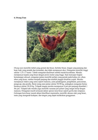 6. Orang Utan 
Orang utan memiliki tubuh yang gemuk dan besar, berleher besar, lengan yang panjang dan 
kuat, kaki yang pendek dan tertunduk, dan tidak mempunyai ekor. Orangutan memiliki tinggi 
sekitar 1.25-1.5 meter. Tubuh orangutan diselimuti rambut merah kecoklatan. Mereka 
mempunyai kepala yang besar dengan posisi mulut yang tinggi. Saat mencapai tingkat 
kematangan seksual, orangutan jantan memiliki pelipis yang gemuk pada kedua sisi, ubun-ubun 
yang besar, rambut menjadi panjang dan tumbuh janggut disekitar wajah. Mereka 
mempunyai indera yang sama seperti manusia, yaitu pendengaran, penglihatan, penciuman, 
pengecap, dan peraba. Berat orang utan jantan sekitar 50-90 kg, sedangkan orangutan betina 
beratnya sekitar 30-50 kg. Telapak tangan mereka mempunyai 4 jari-jari panjang ditambah 1 
ibu jari. Telapak kaki mereka juga memiliki susunan jari-jemari yang sangat mirip dengan 
manusia. Orangutan masih termasuk dalam spesies kera besar seperti gorila dan simpanse. 
Golongan kera besar masuk dalam klasifikasi mammalia, memiliki ukuran otak yang besar, 
mata yang mengarah kedepan, dan tangan yang dapat melakukan genggaman. 
 
