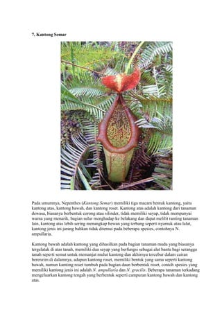 7. Kantong Semar 
Pada umumnya, Nepenthes (Kantong Semar) memiliki tiga macam bentuk kantong, yaitu 
kantong atas, kantong bawah, dan kantong roset. Kantong atas adalah kantong dari tanaman 
dewasa, biasanya berbentuk corong atau silinder, tidak memiliki sayap, tidak mempunyai 
warna yang menarik, bagian sulur menghadap ke belakang dan dapat melilit ranting tanaman 
lain, kantong atas lebih sering menangkap hewan yang terbang seperti nyamuk atau lalat, 
kantong jenis ini jarang bahkan tidak ditemui pada beberapa spesies, contohnya N. 
ampullaria. 
Kantong bawah adalah kantong yang dihasilkan pada bagian tanaman muda yang biasanya 
tergelatak di atas tanah, memiliki dua sayap yang berfungsi sebagai alat bantu bagi serangga 
tanah seperti semut untuk memanjat mulut kantong dan akhirnya tercebur dalam cairan 
berenzim di dalamnya, adapun kantong roset, memiliki bentuk yang sama seperti kantong 
bawah, namun kantong roset tumbuh pada bagian daun berbentuk roset, contoh spesies yang 
memiliki kantong jenis ini adalah N. ampullaria dan N. gracilis. Beberapa tanaman terkadang 
mengeluarkan kantong tengah yang berbentuk seperti campuran kantong bawah dan kantong 
atas. 
 