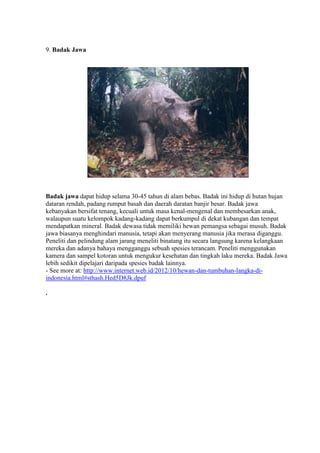 9. Badak Jawa 
Badak jawa dapat hidup selama 30-45 tahun di alam bebas. Badak ini hidup di hutan hujan 
dataran rendah, padang rumput basah dan daerah daratan banjir besar. Badak jawa 
kebanyakan bersifat tenang, kecuali untuk masa kenal-mengenal dan membesarkan anak, 
walaupun suatu kelompok kadang-kadang dapat berkumpul di dekat kubangan dan tempat 
mendapatkan mineral. Badak dewasa tidak memiliki hewan pemangsa sebagai musuh. Badak 
jawa biasanya menghindari manusia, tetapi akan menyerang manusia jika merasa diganggu. 
Peneliti dan pelindung alam jarang meneliti binatang itu secara langsung karena kelangkaan 
mereka dan adanya bahaya mengganggu sebuah spesies terancam. Peneliti menggunakan 
kamera dan sampel kotoran untuk mengukur kesehatan dan tingkah laku mereka. Badak Jawa 
lebih sedikit dipelajari daripada spesies badak lainnya. 
- See more at: http://www.internet.web.id/2012/10/hewan-dan-tumbuhan-langka-di-indonesia. 
html#sthash.Hed5D8Jk.dpuf 
. 
 