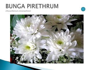 Bunga pptx
