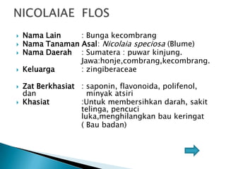 







Nama Lain
: Bunga kecombrang
Nama Tanaman Asal: Nicolaia speciosa (Blume)
Nama Daerah : Sumatera : puwar kinjung.
Jawa:honje,combrang,kecombrang.
Keluarga
: zingiberaceae
Zat Berkhasiat : saponin, flavonoida, polifenol,
dan
minyak atsiri
Khasiat
:Untuk membersihkan darah, sakit
telinga, pencuci
luka,menghilangkan bau keringat
( Bau badan)

 