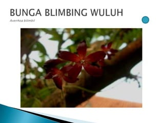 Bunga pptx