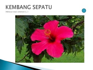 Bunga pptx