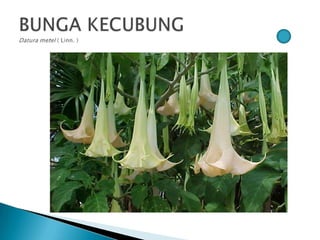 Bunga pptx