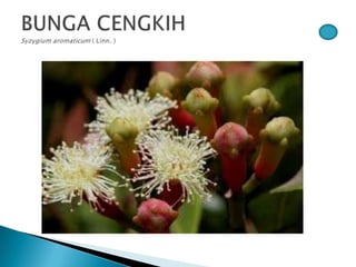 Bunga pptx
