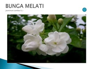 Bunga pptx