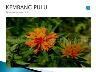 Bunga pptx