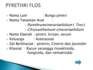 


Nama Lain
: Bunga piretri
Nama Tanaman Asal
:

- Pyrethrumcinerariaefolium ( Trev.)
- Chrysanthemum cinerariaefolium






Nama Daerah : piretri, krisan, seruni
Keluarga
: Asteraceae
Zat Berkhasiat: piretrin, Cinerin dan Jasmolin
Khasiat : Racun serangga (insektisida,
fungisida, dan nematisida)

 