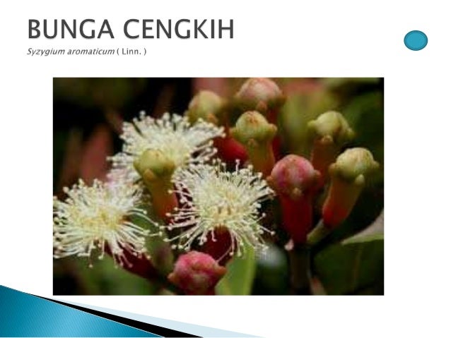 Gambar Bunga Kembang Pulu - GAMBAR BUNGA