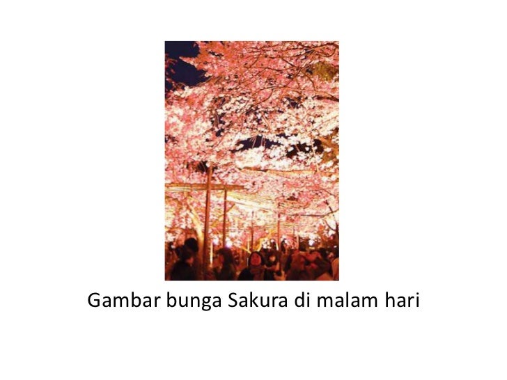  Bunga  sakura