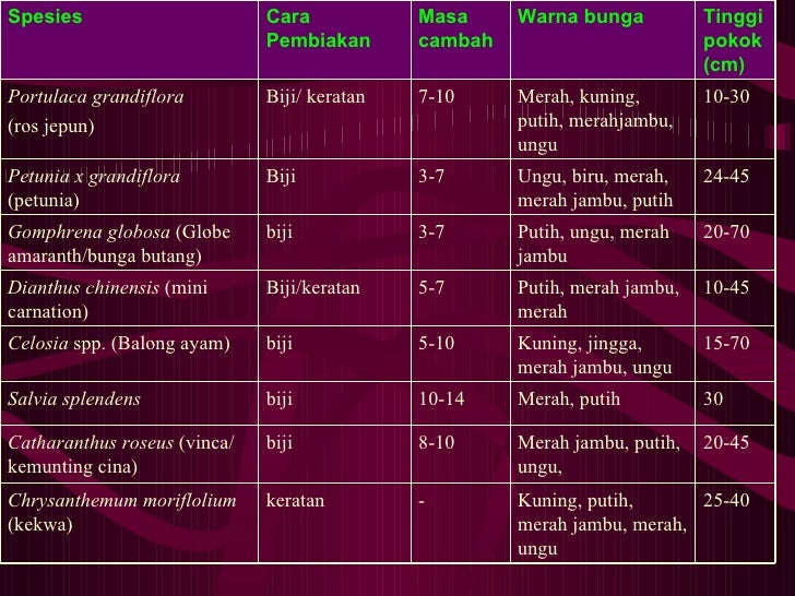 bunga semusim bunga semusim