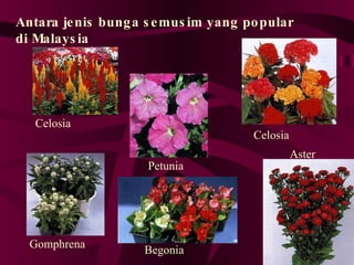 Bunga Semusim[1] | PPT
