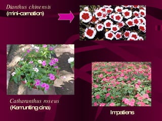 Bunga Semusim[1] | PPT