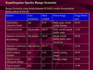 Bunga Semusim[1] | PPT