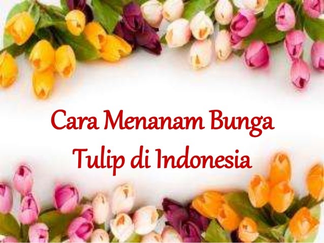 Cara Menanam Bunga  Tulip  di Indonesia