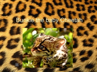 Bunkie the baby Cheetah
 